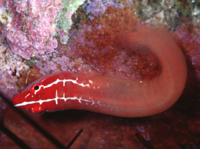 Lepadichthys coccinotaenia